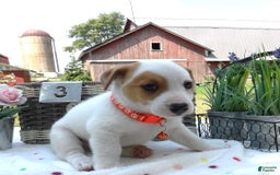 Jack Russell Terrier dogs for sale: Korby - Image 1