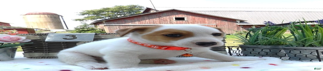 Korby