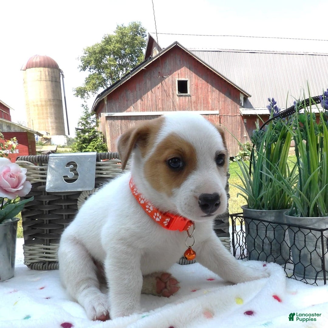 Jack Russell Terrier dogs for sale: Korby - Image 1
