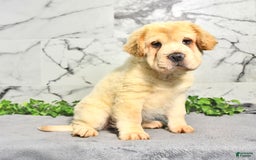 Mini Hippo dogs for sale: Bella - Image 9
