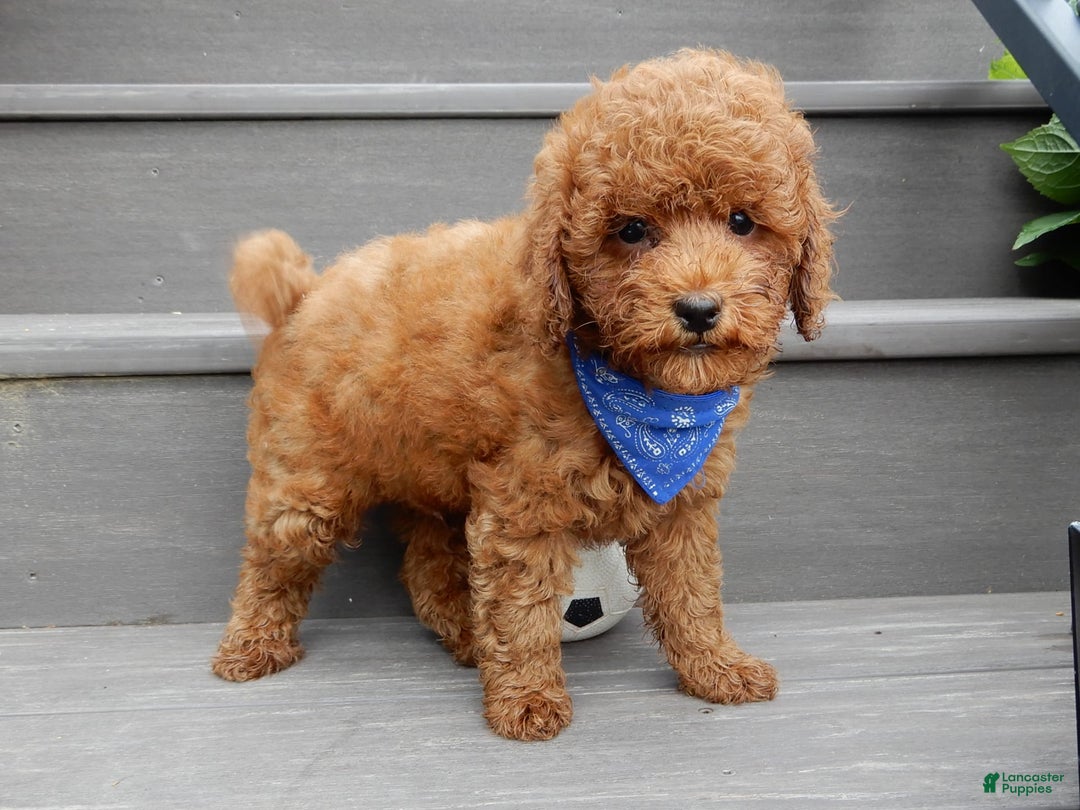 Cavapoo dogs for sale: Biscuit - Image 11