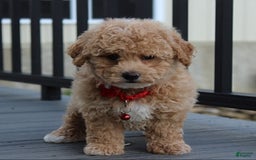 Bichpoo dogs for sale: Archie - Image 13