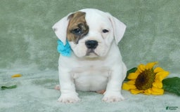 English Bulldog dogs for sale: Spot - Image 2