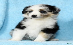 Miniature Australian Shepherd dogs for sale: Ashley - Image 2