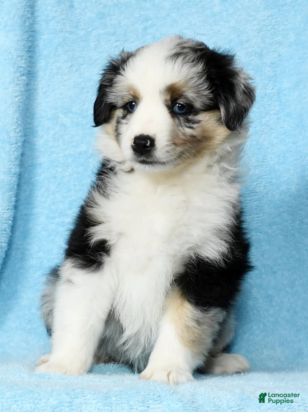 Miniature Australian Shepherd dogs for sale: Ashley - Image 2