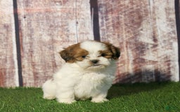 Shihpoo dogs for sale: Buster - Image 23