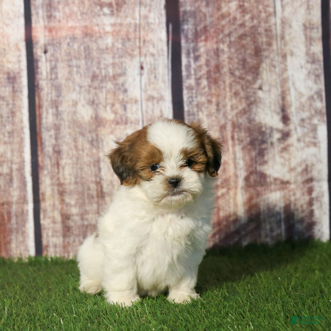 Shihpoo dogs for sale: Buster - Image 23