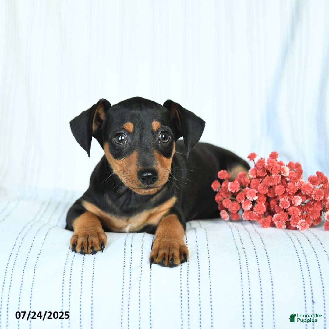 Miniature Pinscher dogs for sale: Barkley - Image 3