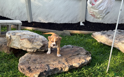 American Pit Bull Terrier dogs for sale: Helga - Image 2