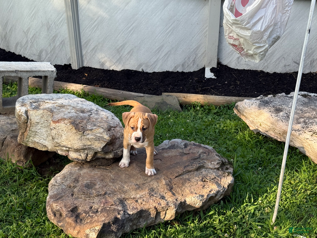 American Pit Bull Terrier dogs for sale: Helga - Image 2