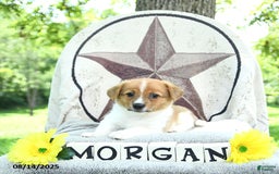 Welsh Corgi Pembroke dogs for sale: Morgan - Image 3