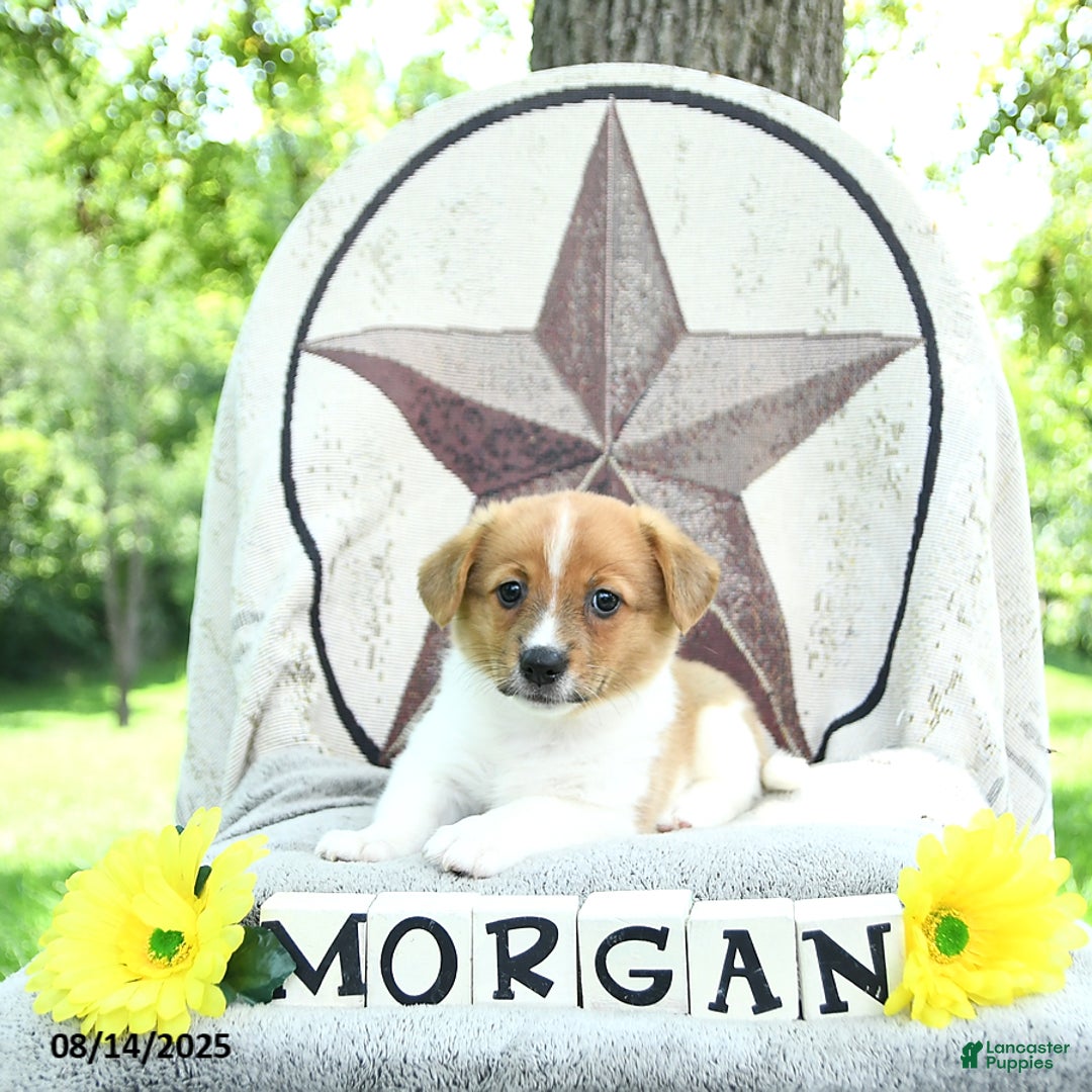 Welsh Corgi Pembroke dogs for sale: Morgan - Image 3