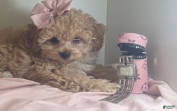 Cavapoo dogs for sale: Livy - Image 5