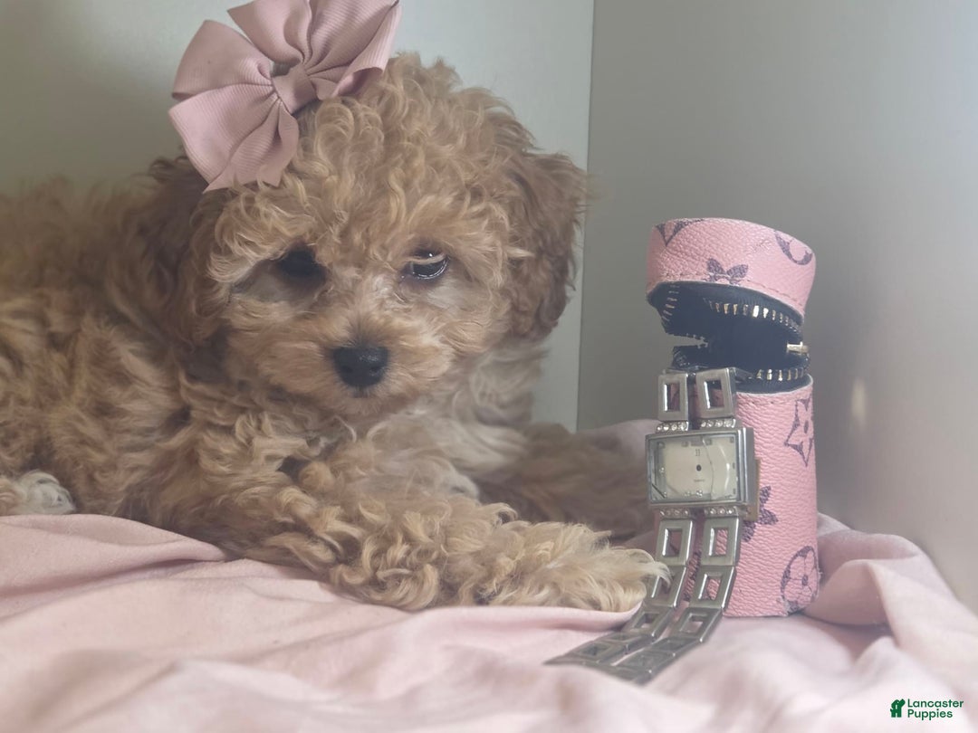 Cavapoo dogs for sale: Livy - Image 5