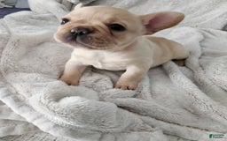 French Bulldog dogs for sale: Celeste - Image 2