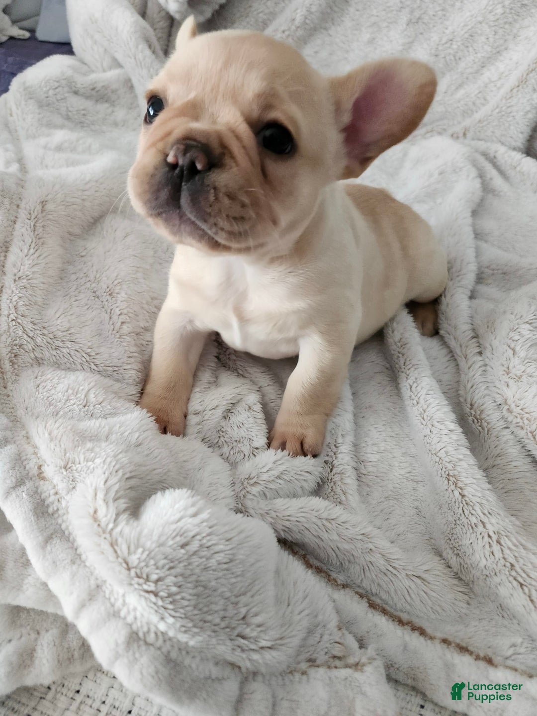 French Bulldog dogs for sale: Celeste - Image 2