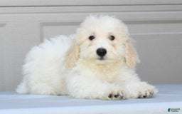 Maltipoo dogs for sale: Callie - Image 3