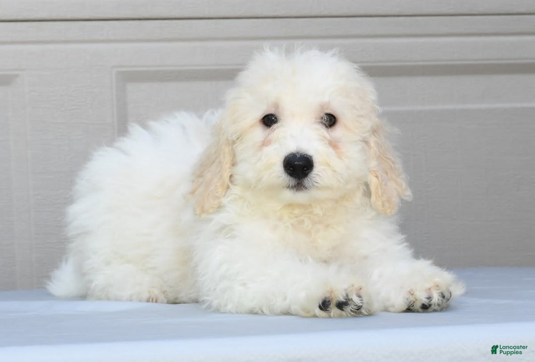 Maltipoo dogs for sale: Callie - Image 3