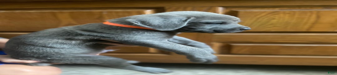 Orange Collar