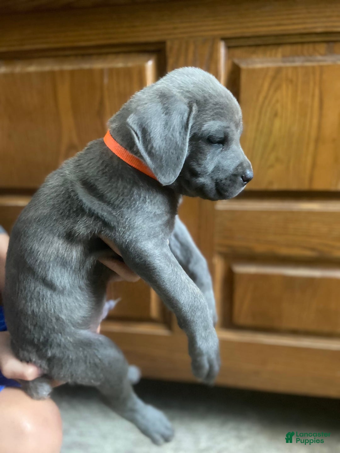 Cane Corso dogs for sale: Orange Collar - Image 2