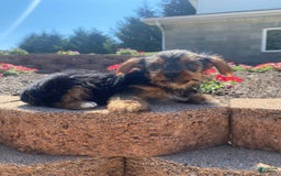 Yorkshire Terrier dogs for sale: Dallas - Image 5
