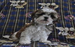 Shih Tzu dogs for sale: Bill - Image 10