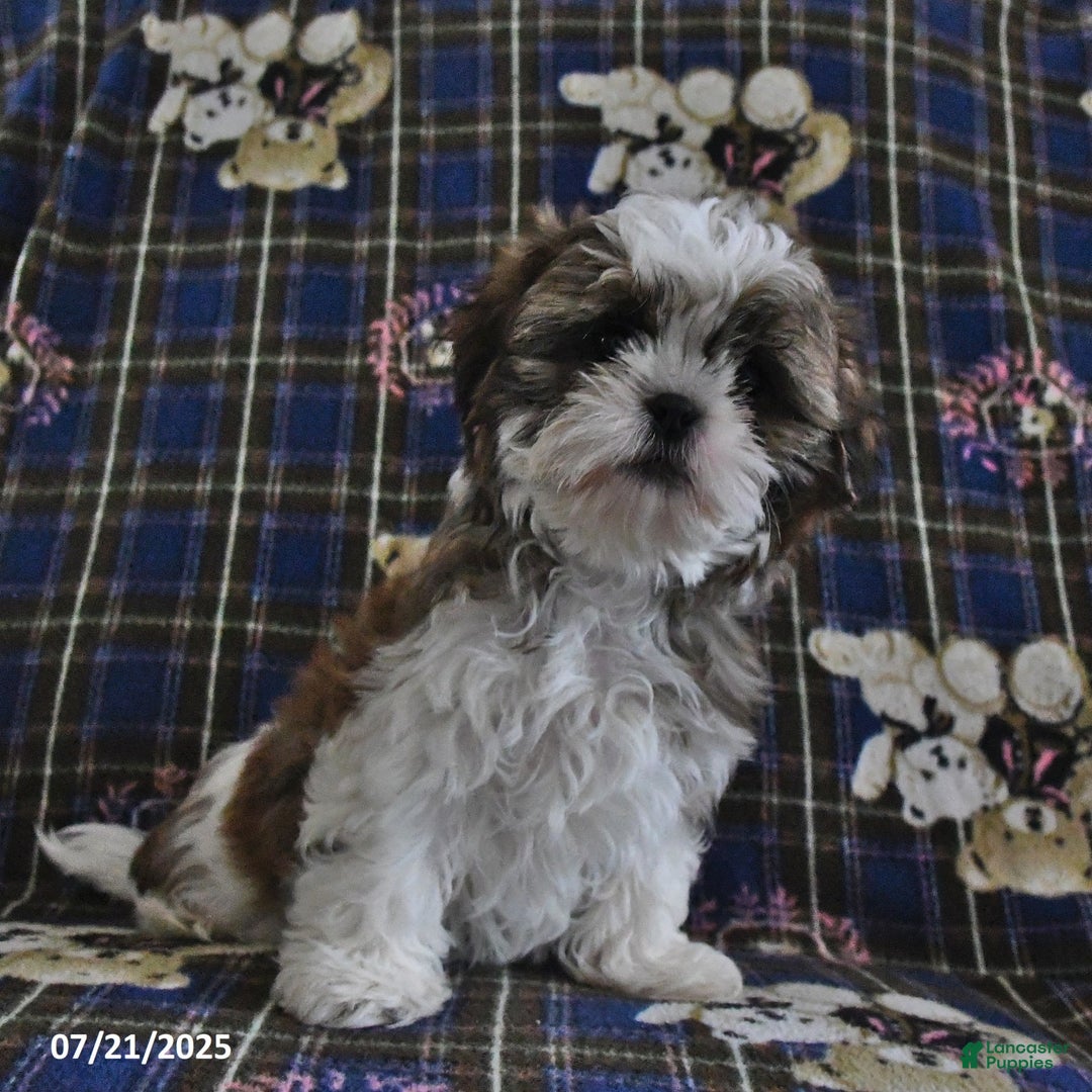 Shih Tzu dogs for sale: Bill - Image 10