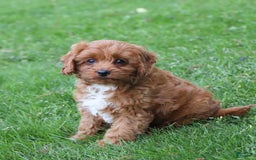 Cavapoo dogs for sale: Dora - Image 1