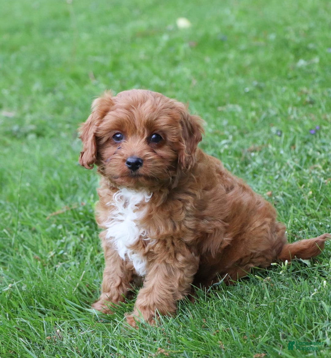 Cavapoo dogs for sale: Dora - Image 1