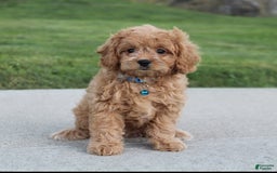 Cavapoo dogs for sale: Lance - Image 7