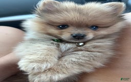 Pomeranian dogs for sale: Yogi - Image 1
