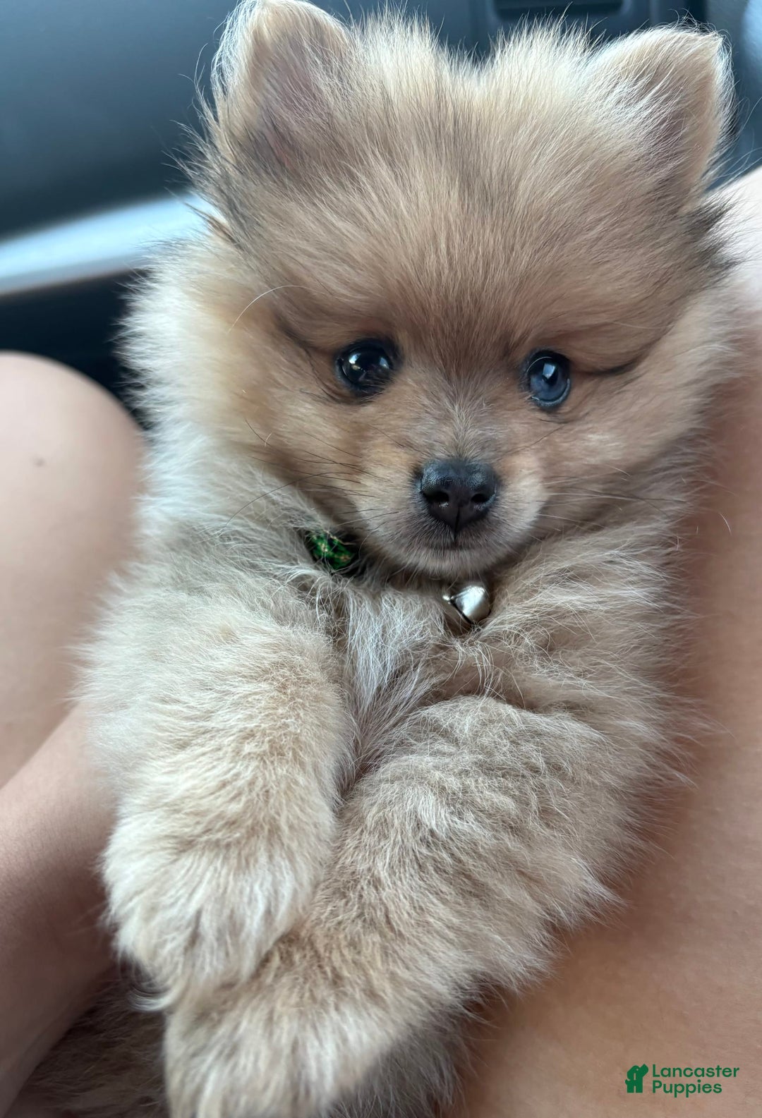 Pomeranian dogs for sale: Yogi - Image 1