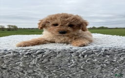 Mini Goldendoodle dogs for sale: Angie - Image 21