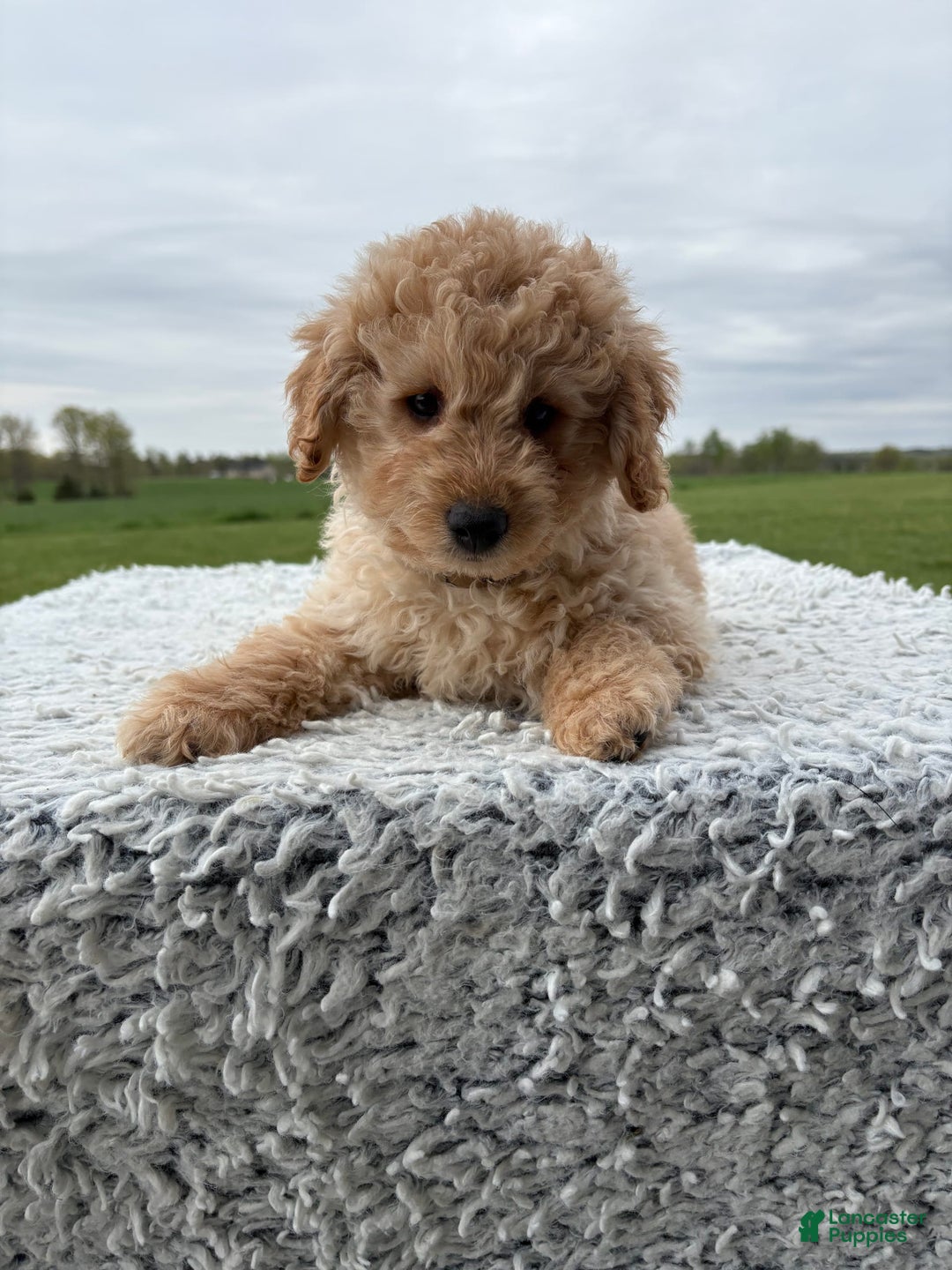 Mini Goldendoodle dogs for sale: Angie - Image 21