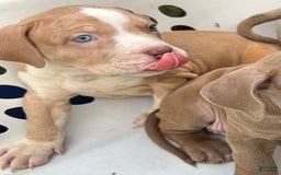 American Bully dogs for sale: Dime - Image 12