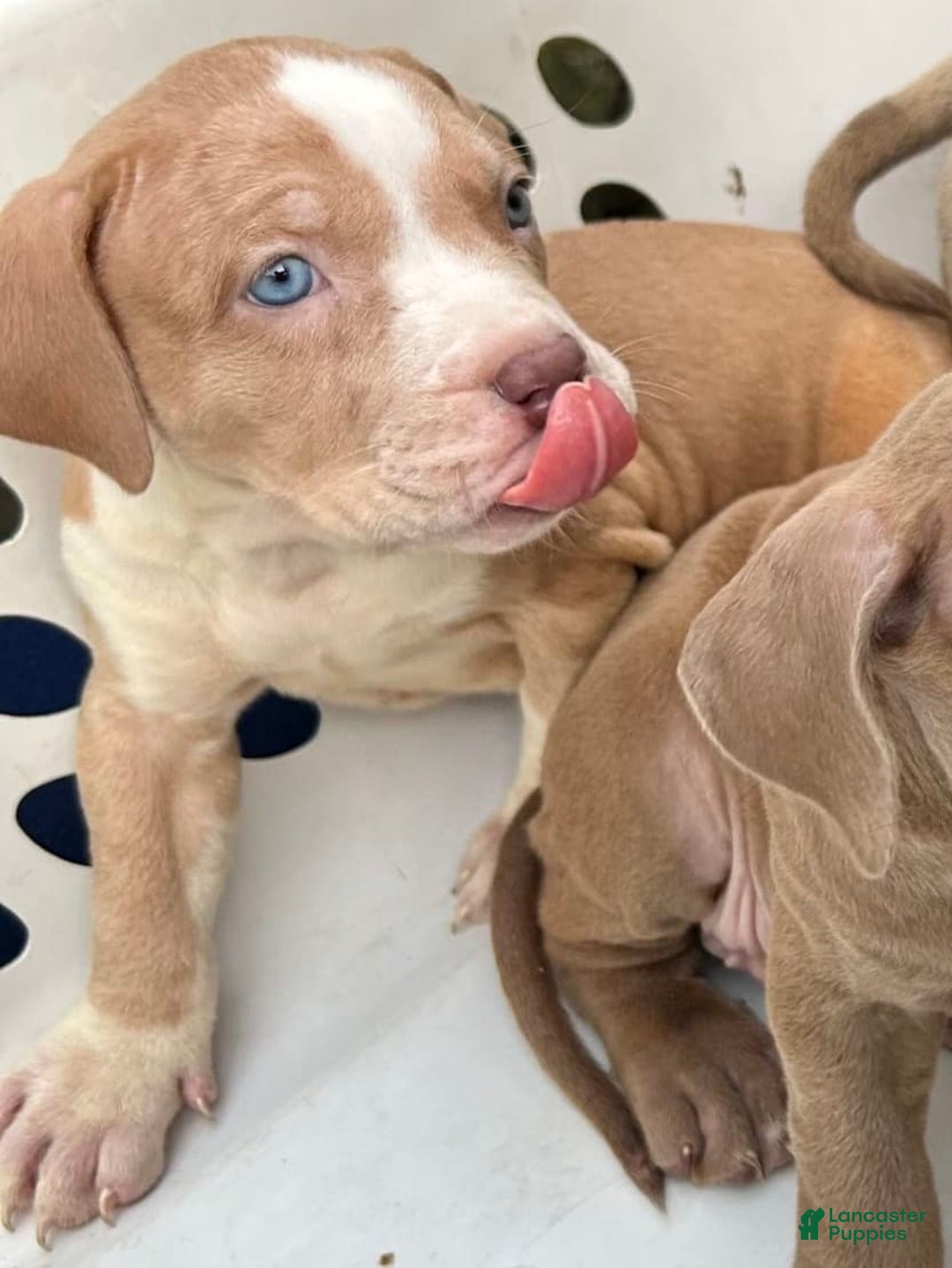 American Bully dogs for sale: Dime - Image 12