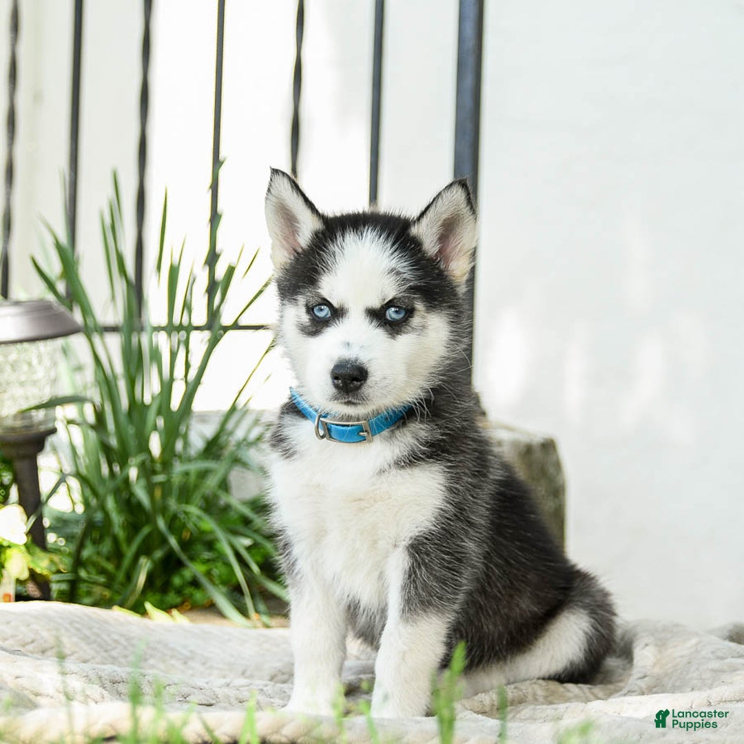 Siberian Husky dogs for sale: Bailey - Image 3