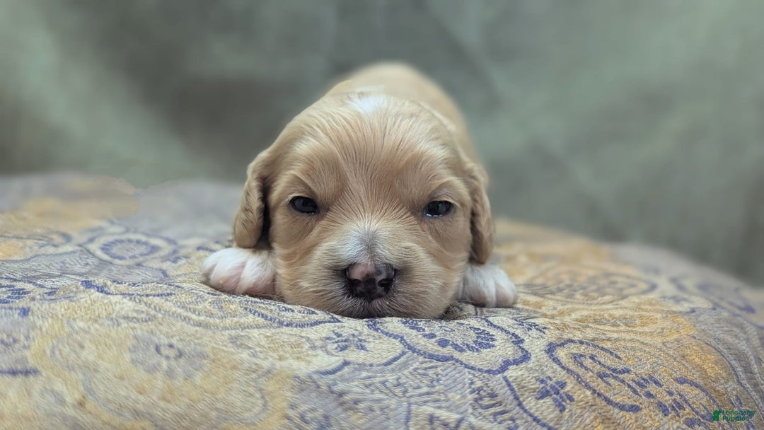 Cockapoo dogs for sale: Gobber - Image 15