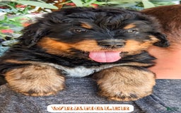 Bernedoodle dogs for sale: Wrangler - Image 18