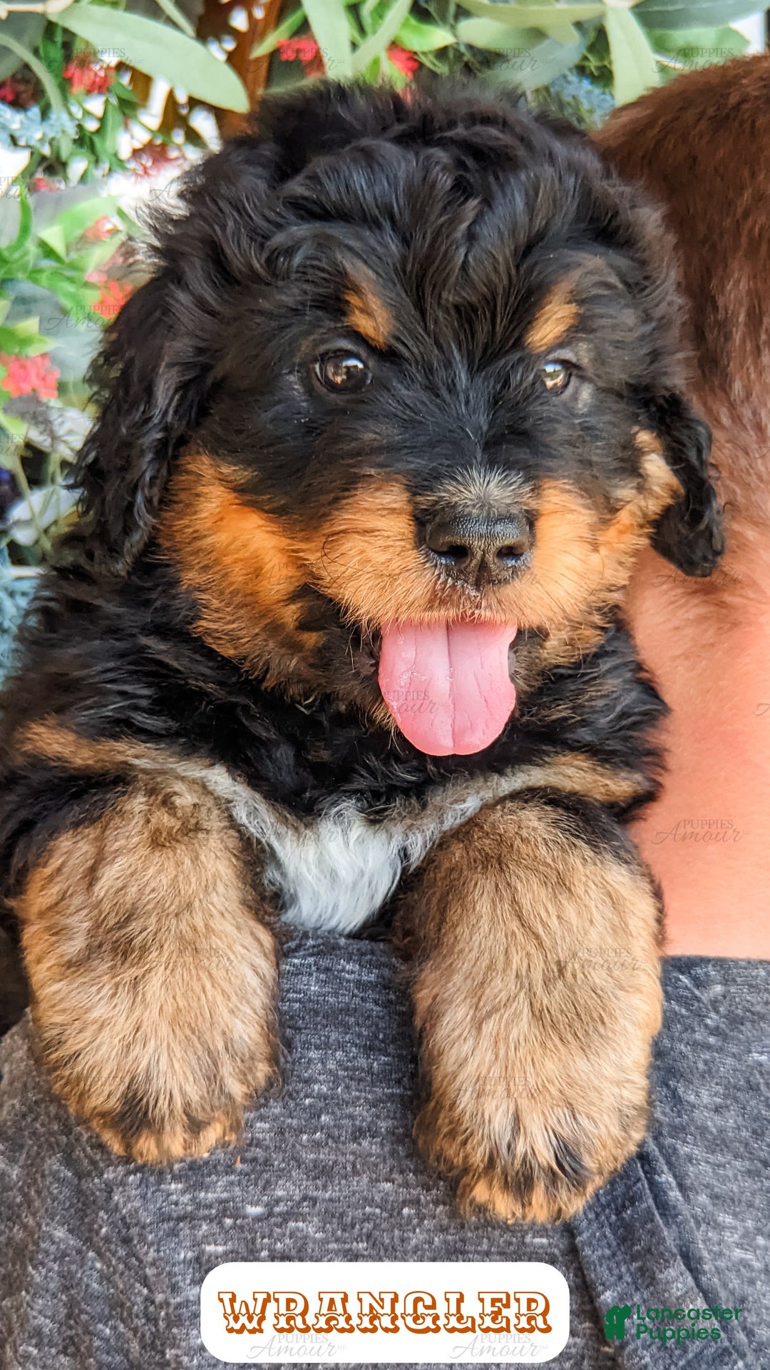 Bernedoodle dogs for sale: Wrangler - Image 18