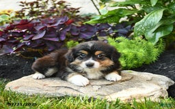 Miniature Australian Shepherd dogs for sale: Harry - Image 4