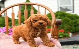 Cockapoo dogs for sale: Dusty - Image 8