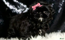 Shih Tzu dogs for sale: Peeka - Image 4