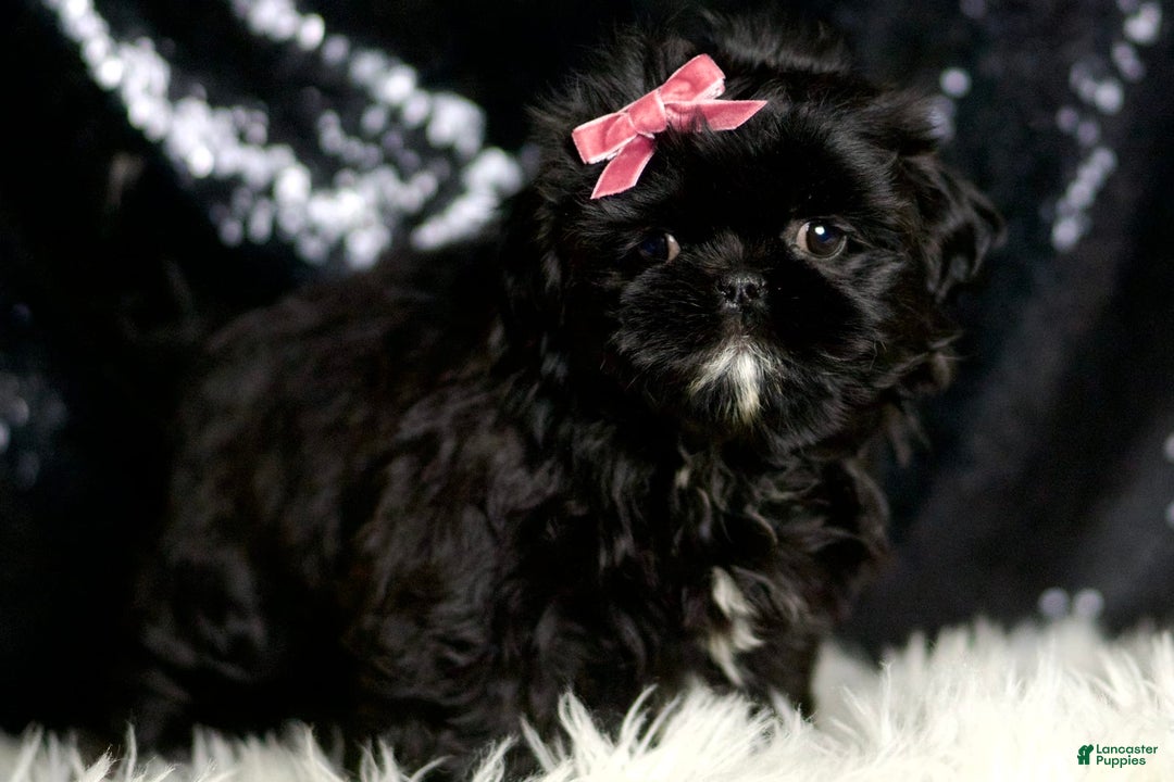 Shih Tzu dogs for sale: Peeka - Image 4