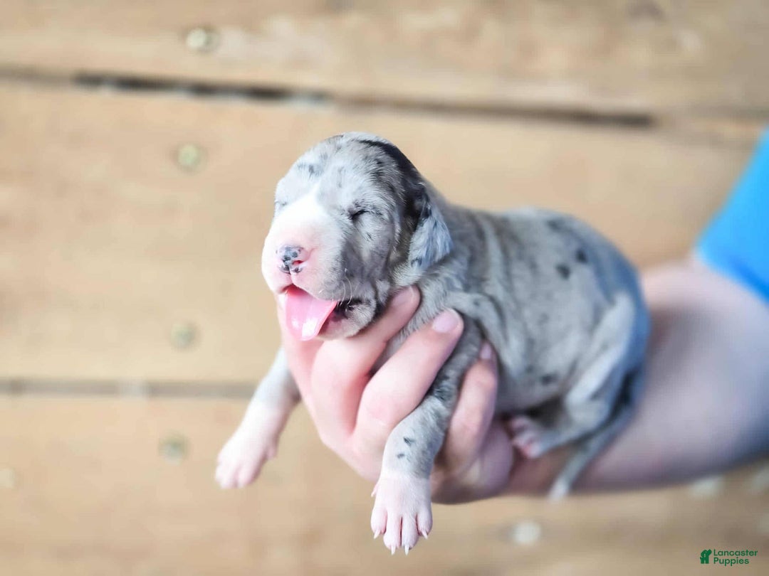 Great Dane dogs for sale: Lily - Image 2