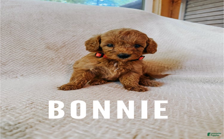 Mini Goldendoodle dogs for sale - Ad 5