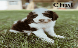 Bernedoodle dogs for sale: Chai - Image 1