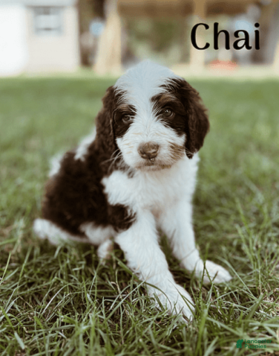 Bernedoodle dogs for sale: Chai - Image 1