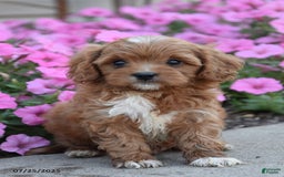 Mini Goldendoodle dogs for sale: Tiny - Image 1