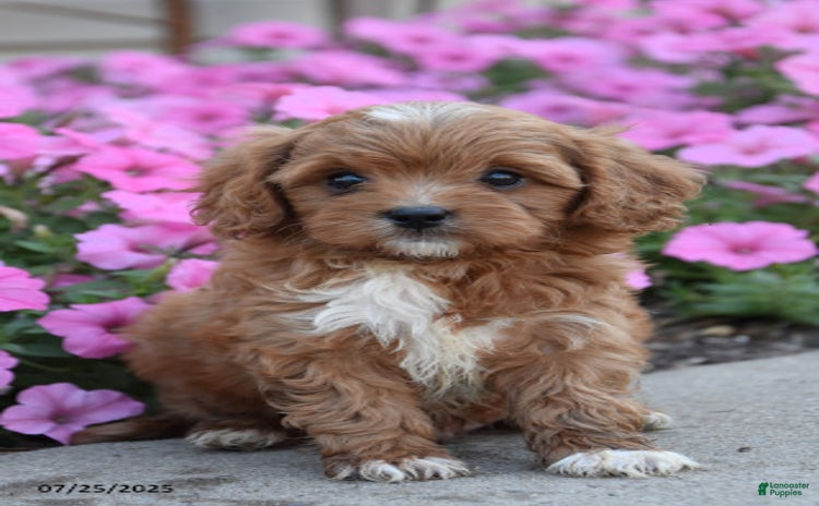 Mini Goldendoodle dogs for sale - Ad 1